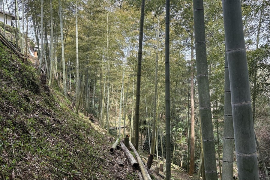 やっちょん広場 井上さん家のたけのこ 約3s入り(紀北)