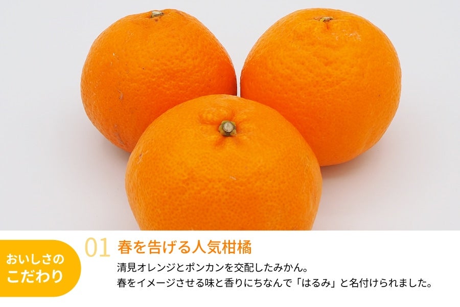 はるみ 約4kg(20〜24玉) (紀南)