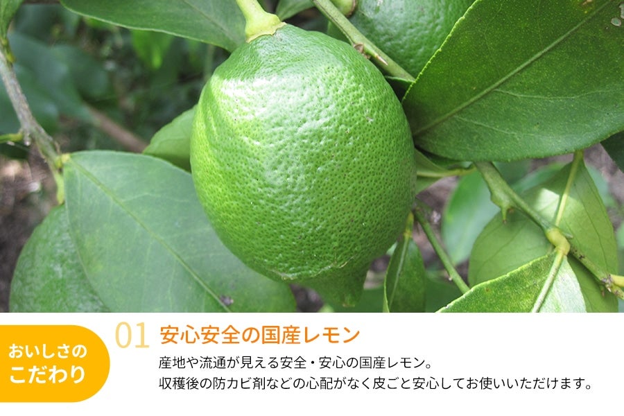 和歌山県産 レモン 約2kg <11月下旬〜発送>(紀南)