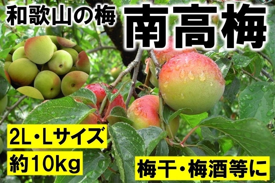 和歌山の梅 南高梅 L～2Lサイズ 10Kg（紀北）: ココ・カラ。和歌山