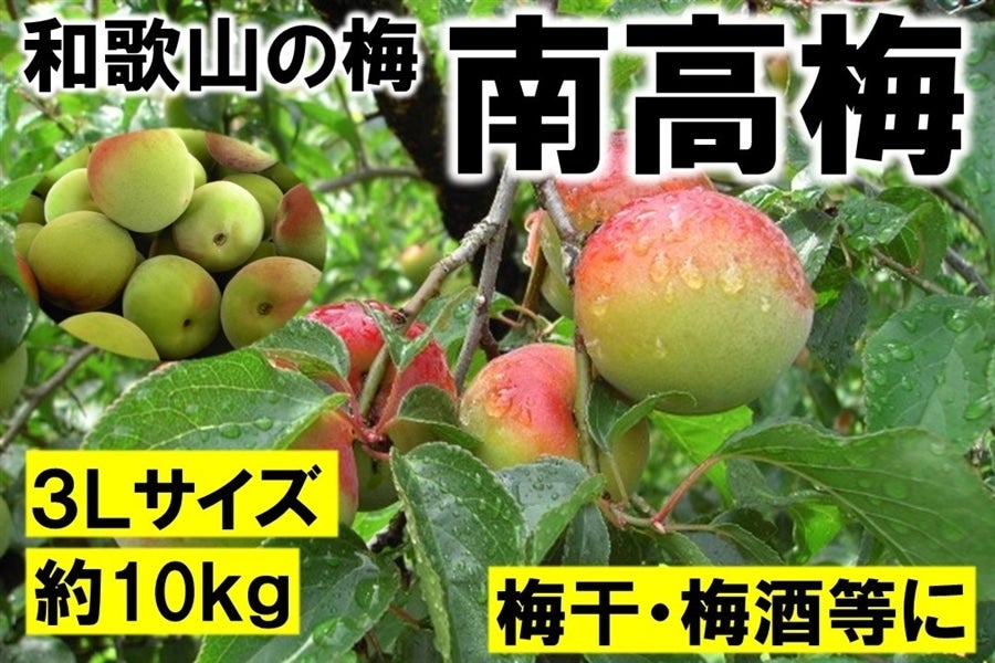 YUKA南高梅3L4L混合20キロ 紀州南高梅 朝採り 当日発送 梅干用 優品 大きなサイズ 3L 4L混合 5kg