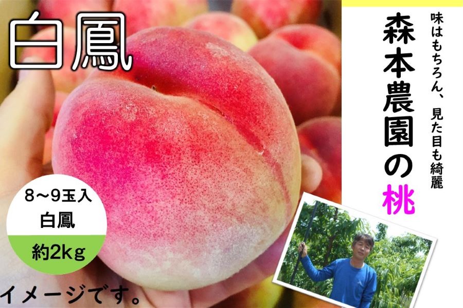 やっちょん広場 森本さん家の桃 白鳳8～9玉 約2kg（紀北）: ココ・カラ
