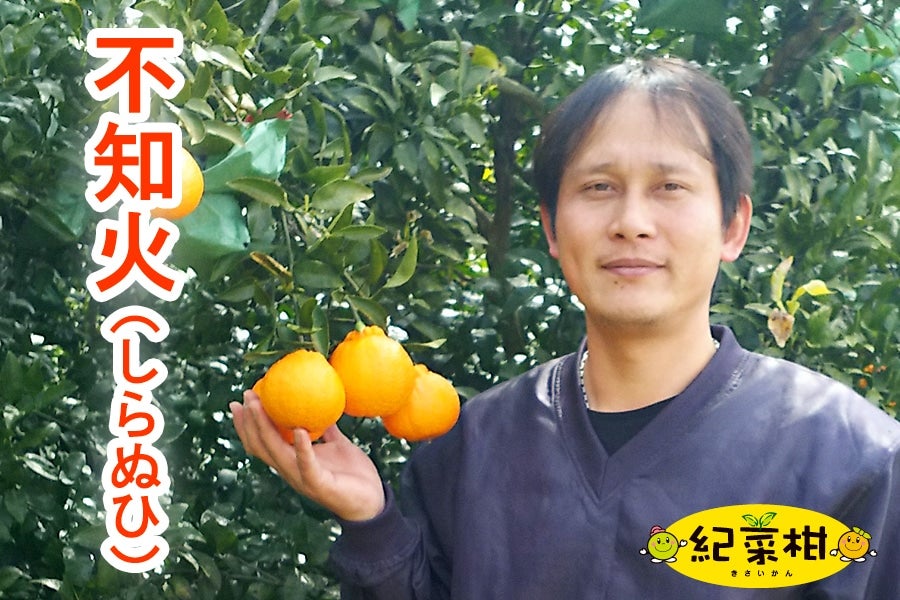 【紀菜柑】高垣行雄さんの「不知火(しらぬひ)」3Lサイズ8玉 約2.5kg <園地直送>(紀南)