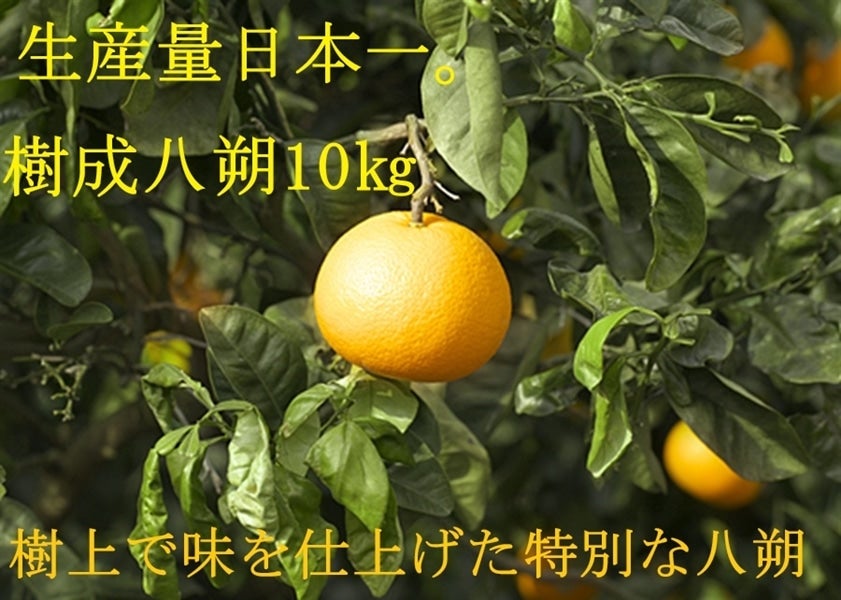 樹成八朔 約10s(約30玉〜34玉)【数量限定】
