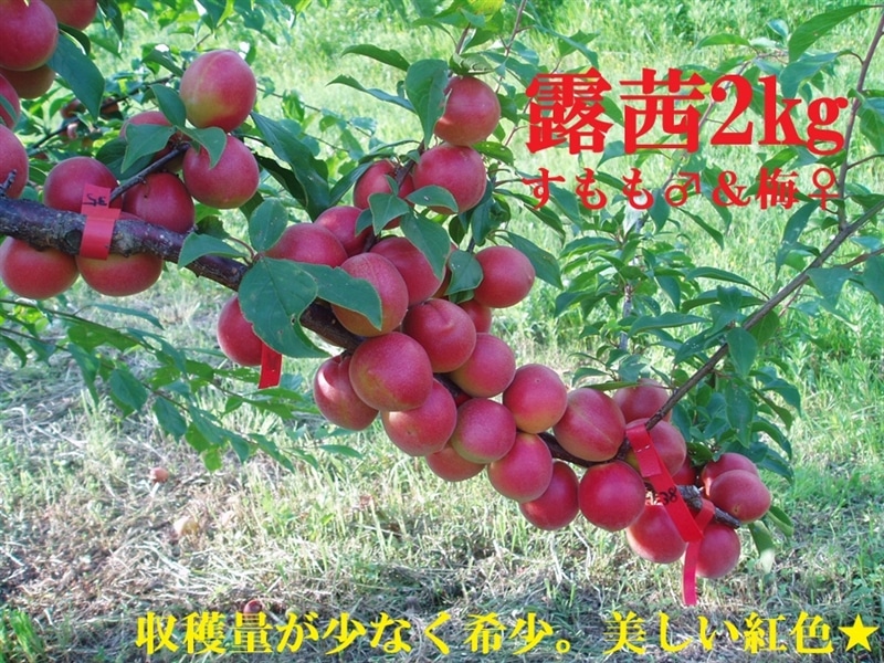 露茜 2㎏（3L～2L）: ココ・カラ。和歌山マルシェ|【JAタウン】産地