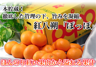 紅八朔「ポッポ」 約10kg(2L又はL)(紀の里)
