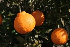 �s�m�΁u����ʂЁv ��10kg�@�T�C�Y�s�I�� S�`2L�y���ƒ�p�z�i�I�̗��j