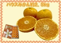 nEX݂2.5si肾j