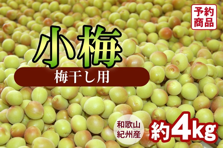 ̔聄IBY~ y2LTCYz 4kg ~p(I)