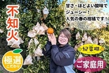 �y�I�؊��z��q�u�j(�f�b�q)����̂��ƒ�p�u�s�m�΁v��6kg(�I��)