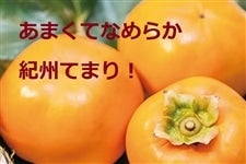 IBĂ܂yƒpz@3L`LTCY݁@5ʁ`9ʁ@2i11{`j