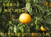 ��������@��4�s�i��12�ʁ`15�ʁj�y���ʌ���z