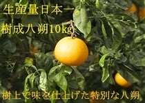 ��������@��10�s�i��30�ʁ`34�ʁj�y���ʌ���z