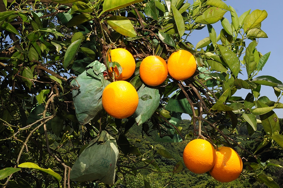 和歌山県産 バレンシアオレンジ（36玉入り） 約5kg(紀南): ココ・カラ