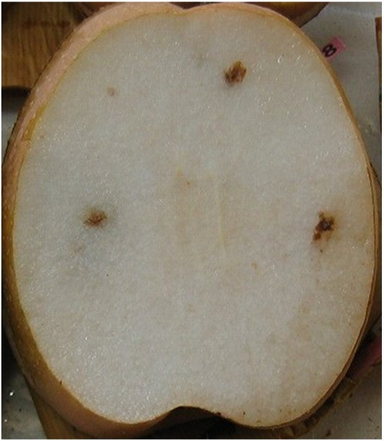 ご自宅用】鳥取県産 王秋梨(おうしゅうなし）3.5kg（5～6玉）: 全農