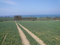 鳥取　福部町産　砂丘のらっきょう　根付き　無選別タイプ　５キロ ふくべ砂丘らっきょう（根付）Mサイズ5kg: 全農とっとり JA