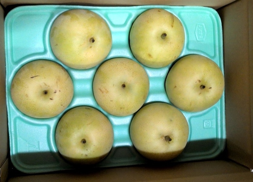 鳥取県産梨 なつひめ 約3kg（ご自宅用）: 全農とっとり JAタウン店