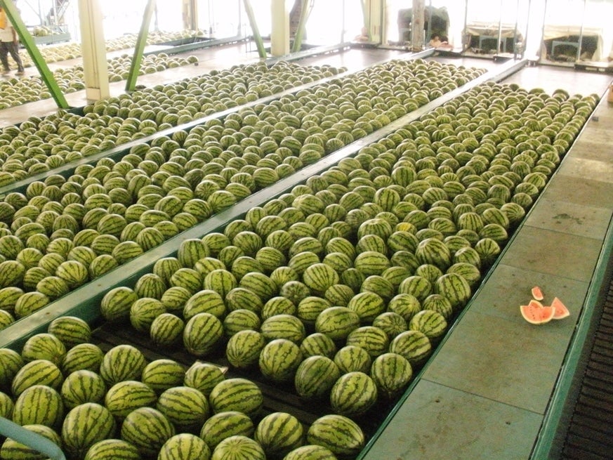 産地直送 通販 お取り寄せ大玉スイカ ２ｌ ２玉 約１４ｋｇ 全農とっとりアグリマーケット ｊａタウン