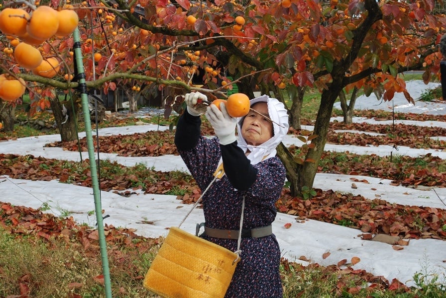 産地直送 通販 お取り寄せこおげ 花御所柿（はなごしょがき） Ｍサイズ ２2玉～24玉: 全農とっとり JAタウン店|ＪＡタウン