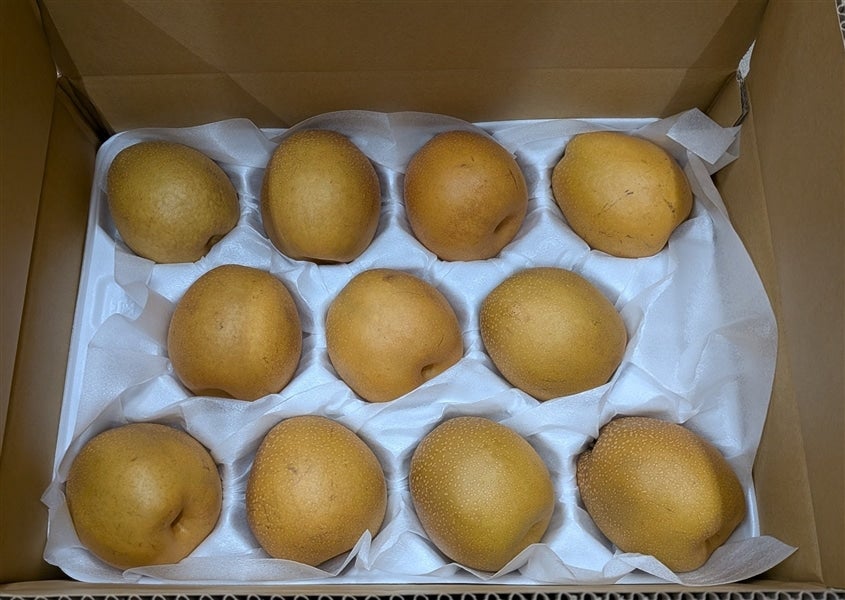 鳥取県産 王秋梨(おうしゅう)5kg