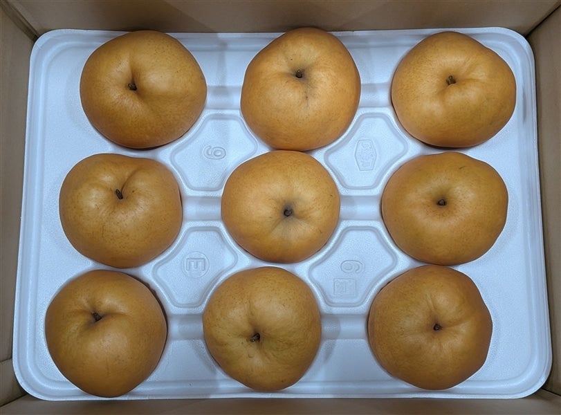 鳥取県産 あたご梨 5kg(7〜9玉)