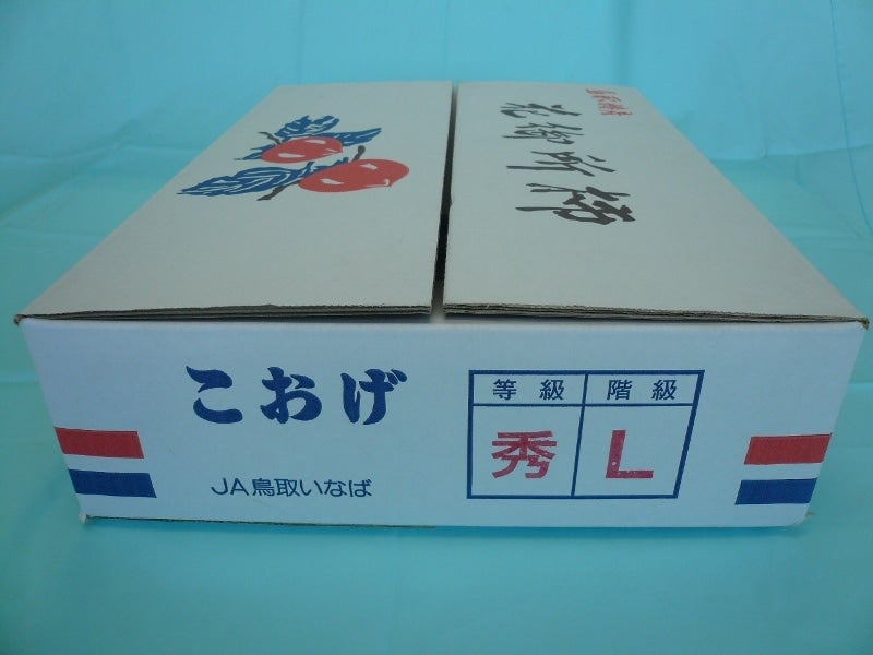産地直送 通販 お取り寄せこおげ 花御所柿（はなごしょがき） Ｍサイズ ２2玉～24玉: 全農とっとり JAタウン店|ＪＡタウン