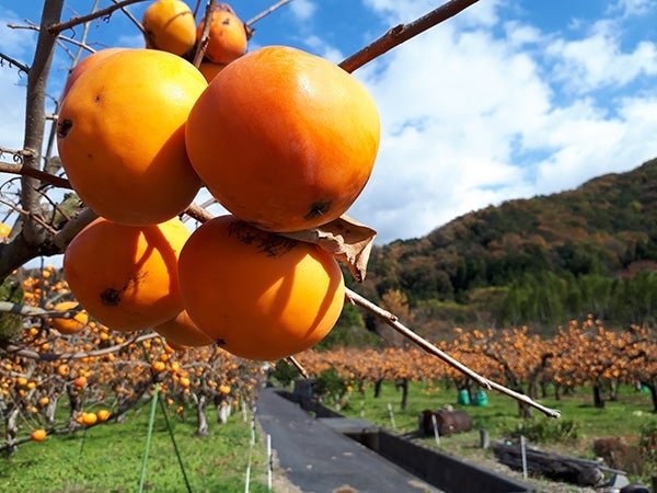 【数量限定】こおげ花御所柿 最高級品『極』