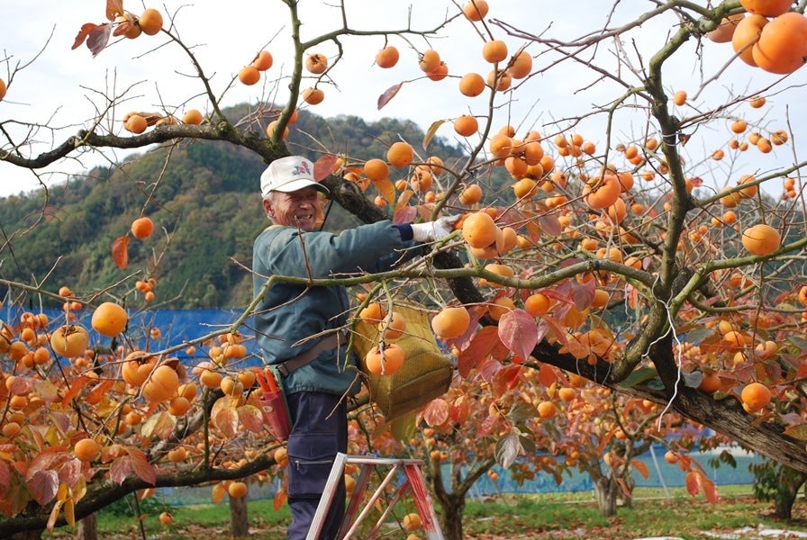 産地直送 通販 お取り寄せこおげ 花御所柿（はなごしょがき） Ｍサイズ ２2玉～24玉: 全農とっとり JAタウン店|ＪＡタウン