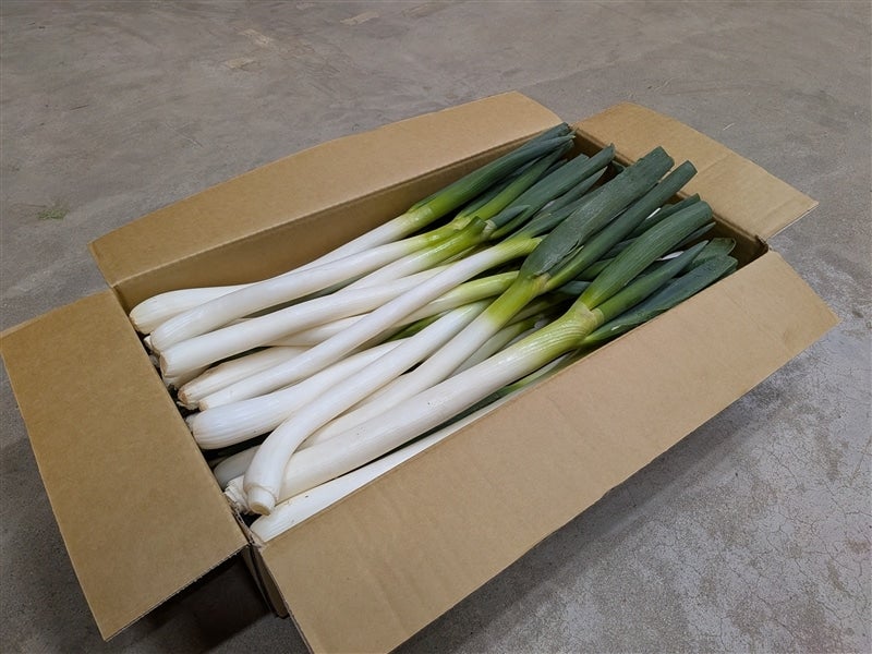 【直売所間連携】鳥取県産 「加工用」白ねぎ 5s