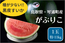 Ԃ肱uTCYvE1ʁi11sj