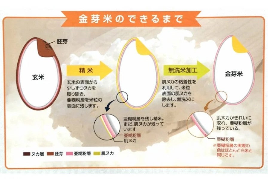 新米【10s】島根県産金芽米にこまる 5s×2(令和7年産)