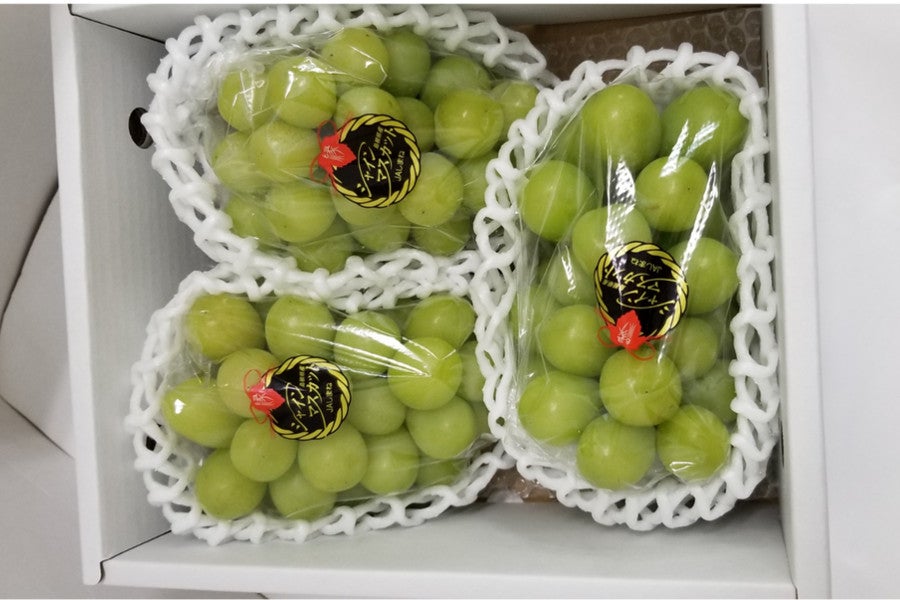 ⑨【島根県産】シャインマスカット約5キロ 島根県2019年産シャインマスカット品評会で若手生産者が躍進 果物