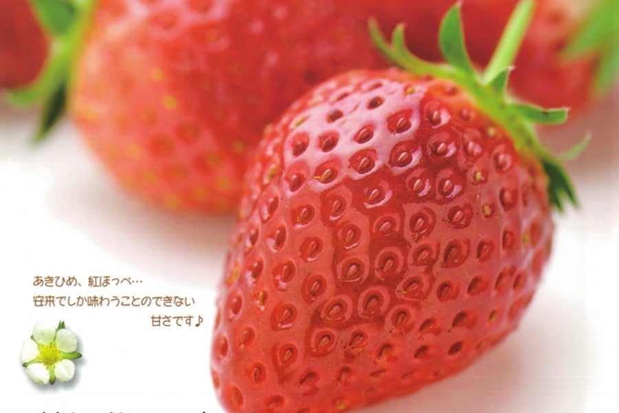 島根県産　やすぎのいちご　紅ほっぺ260g×2