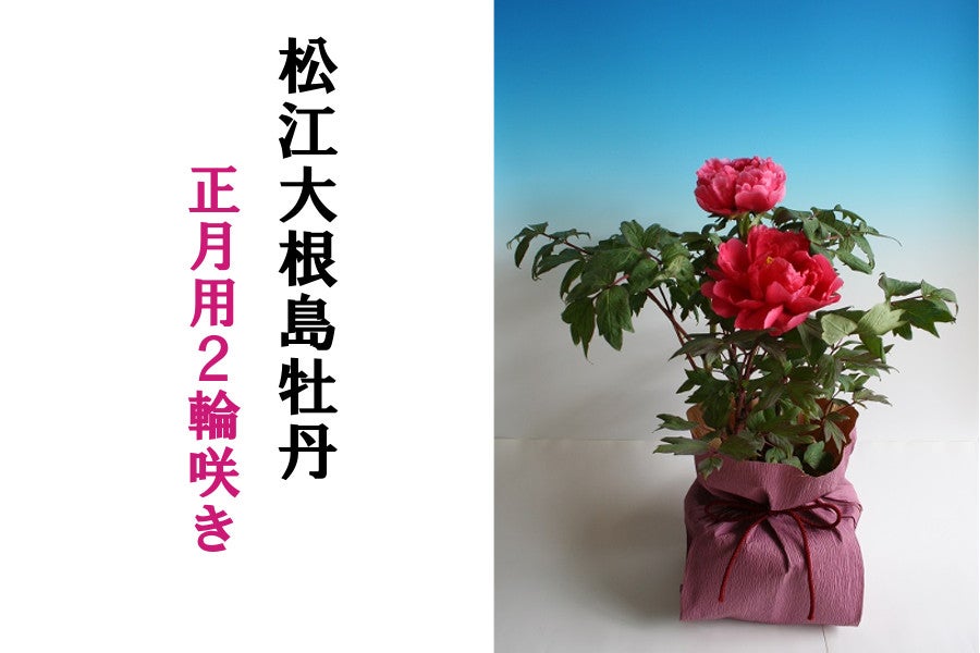 産地直送 通販 お取り寄せ島根県産松江大根島牡丹 正月用２輪咲 色指定可能 発送期間 １２月９日 １２月２０日頃 しまね うまいもんくらぶ ｊａタウン