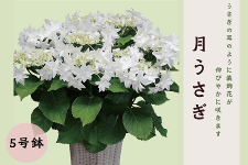y̓zijIWii