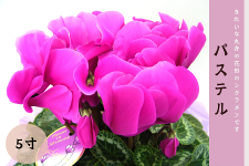 シクラメン パステル 5号鉢