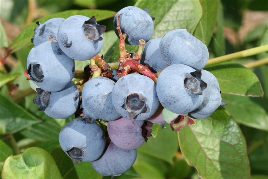 島根県大田市産 『ブルーベリー』 100g×8パック: 銀山のおくり