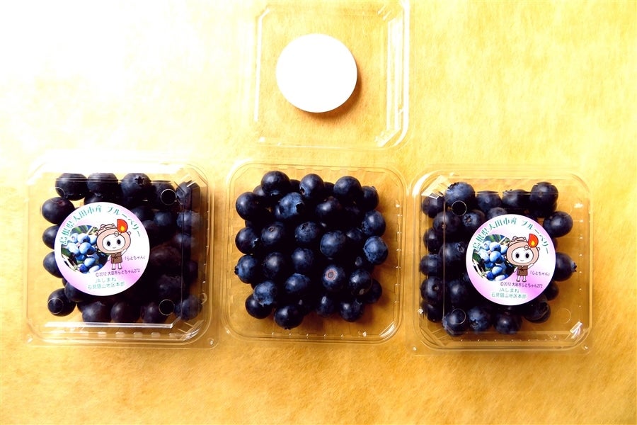 島根県大田市産 『ブルーベリー』 100g×8パック: 銀山のおくり
