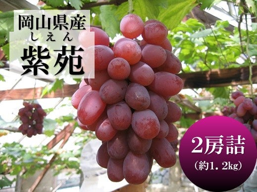 産地直送 通販 お取り寄せ岡山県産紫苑（しえん）2房詰（1.5kｇ）: おいしいおかやま|ＪＡタウン