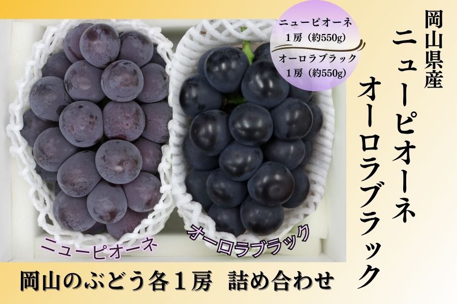 ニューピオーネ&オーロラブラック 各1房詰（8月下旬頃～9月下旬発送