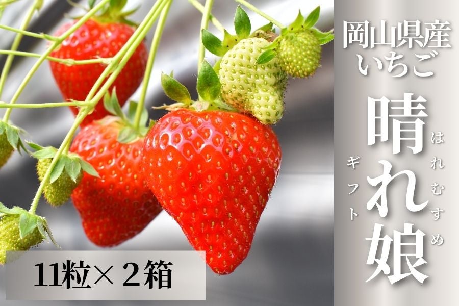 晴れ娘ギフト（岡山県産いちご）11粒×2箱（約500g）