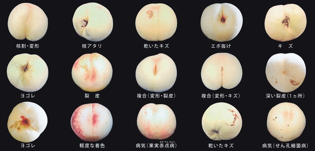 業務用】加工用黄金桃 4kg (8月下旬頃～9月中旬発送) 岡山県産