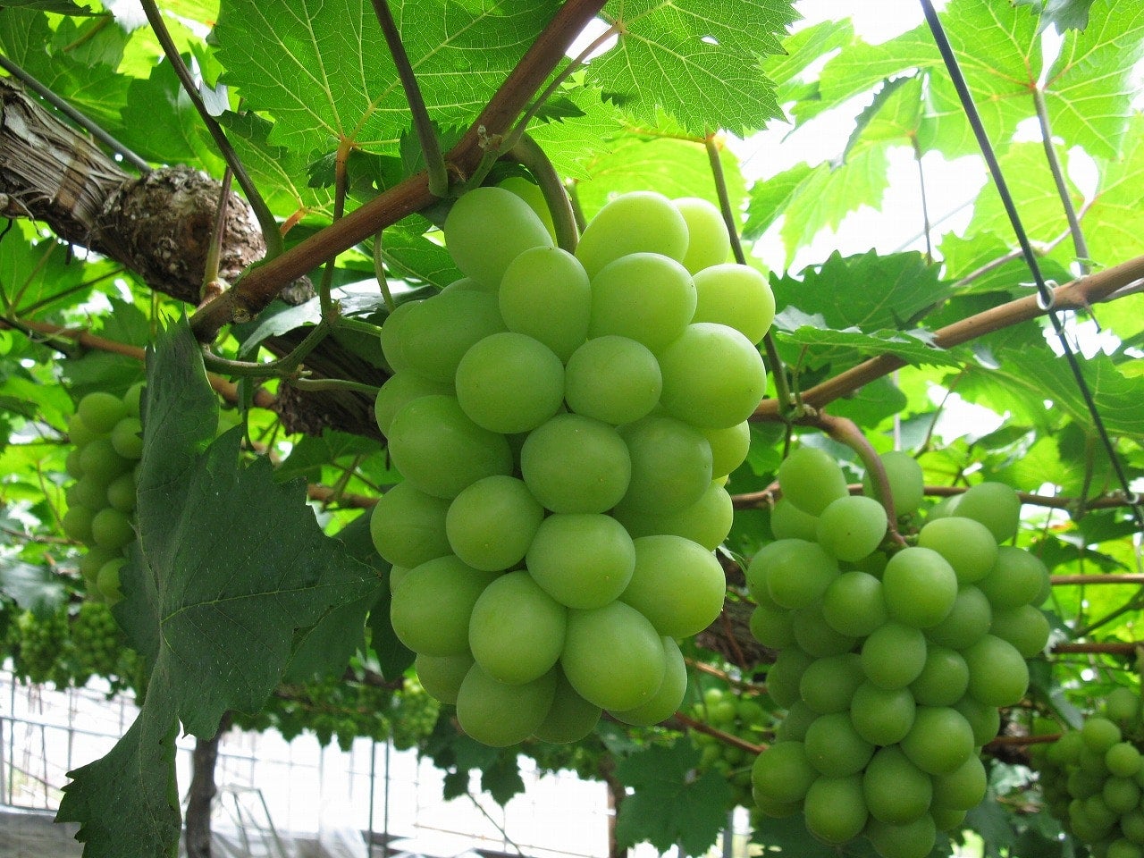 産地直送 通販 お取り寄せマスカット オブ アレキサンドリア１房詰 ７月下旬頃 ８月上旬発送 お中元 おいしいおかやま ｊａタウン