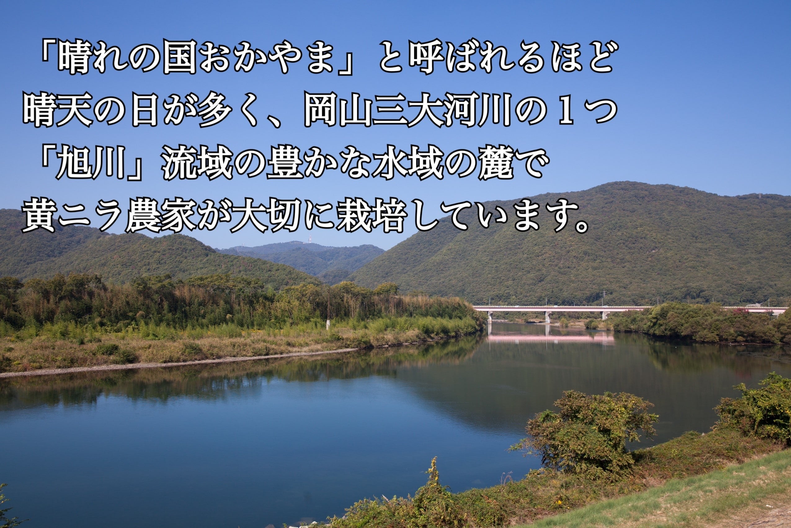 岡山県産 黄にら 10束入り: おいしいおかやま|【JAタウン