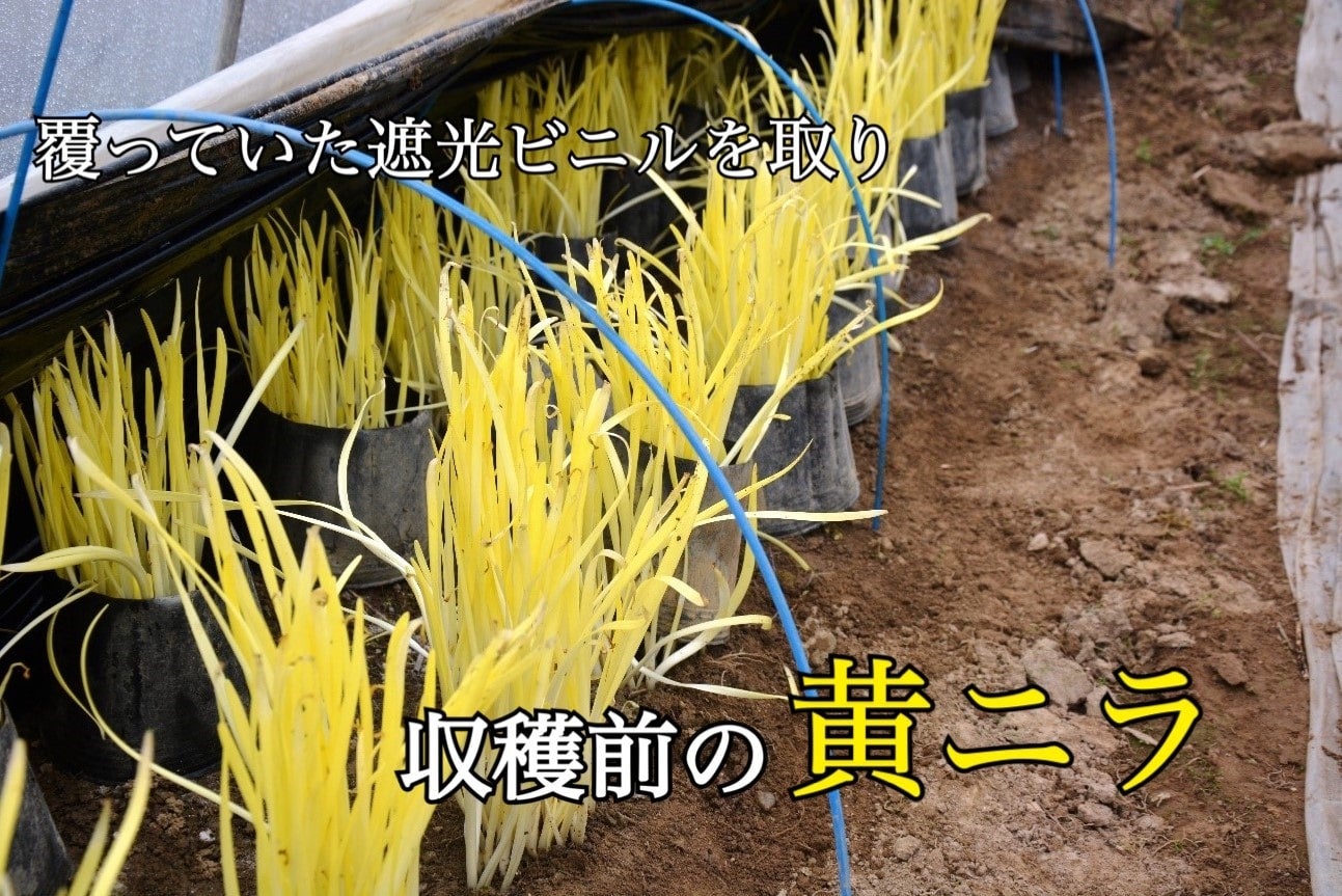 黄ニラ 20束(約1kg) 黄ニラ1箱（10束入り）500g［生育状況をみて順次発送させて頂き