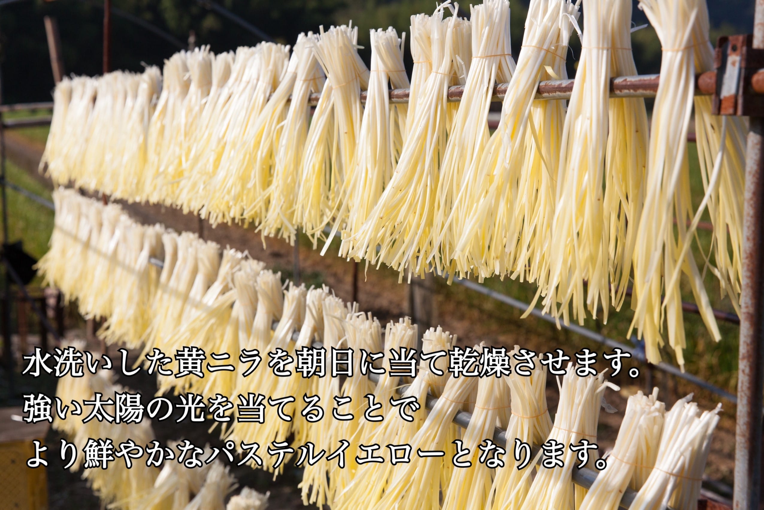 【SALE/101%OFF】 岡山県特産 超高級食材 黄ニラ 秀品 約500g 約50g×10束 にら 韮 nikko-b.sakura.ne.jp