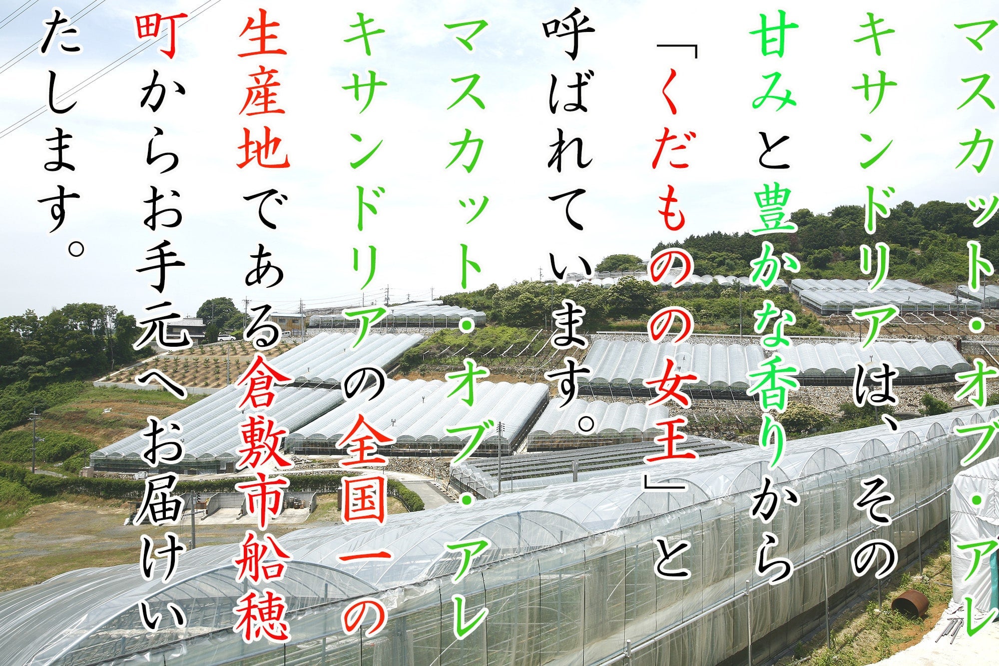 岡山県産マスカット