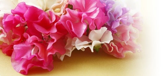 産地直送 通販 お取り寄せ スイートピー４ｐ２ｌ ５０本 ２束 Ja晴れの国岡山 星の郷特産館 ｊａタウン