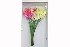 �X�C�[�g�s�[�S�o�Q�k�i�T�O�{�j