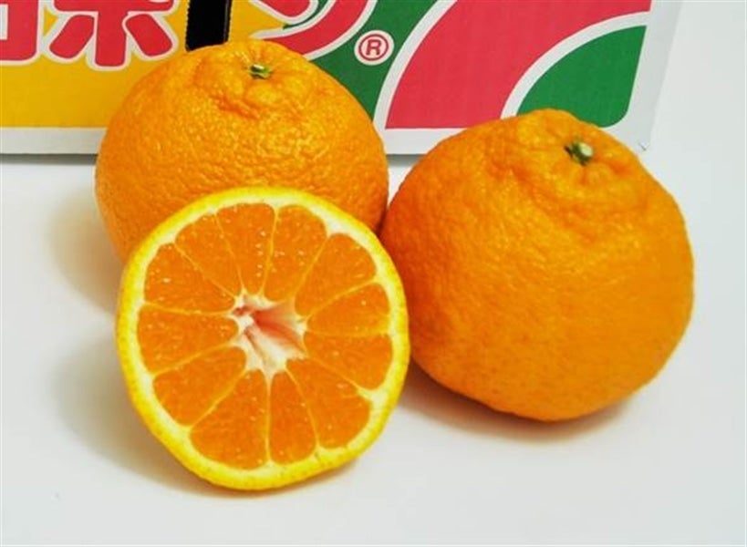 広島県産デコポン: 広島とれたて元気市|【JAタウン】産地直送 通販